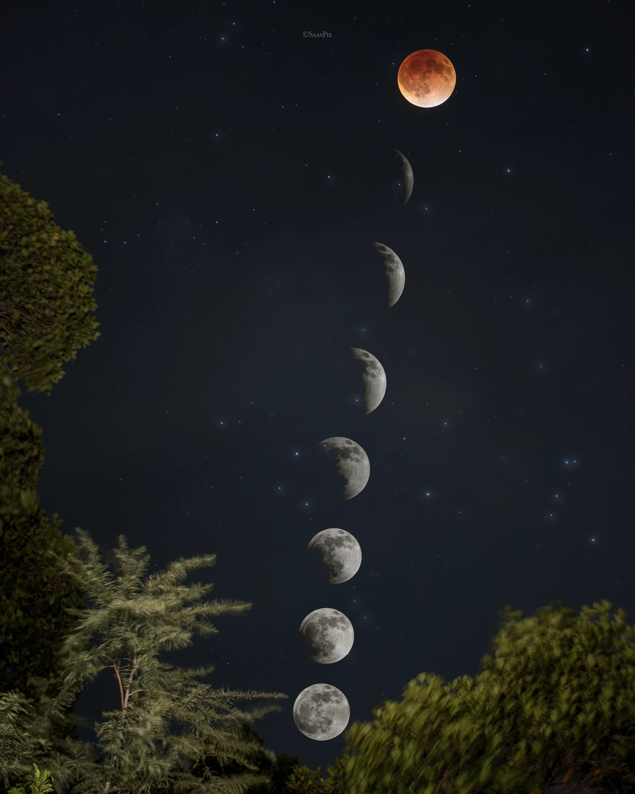 Composite sequence of a lunar eclipse above treetops
