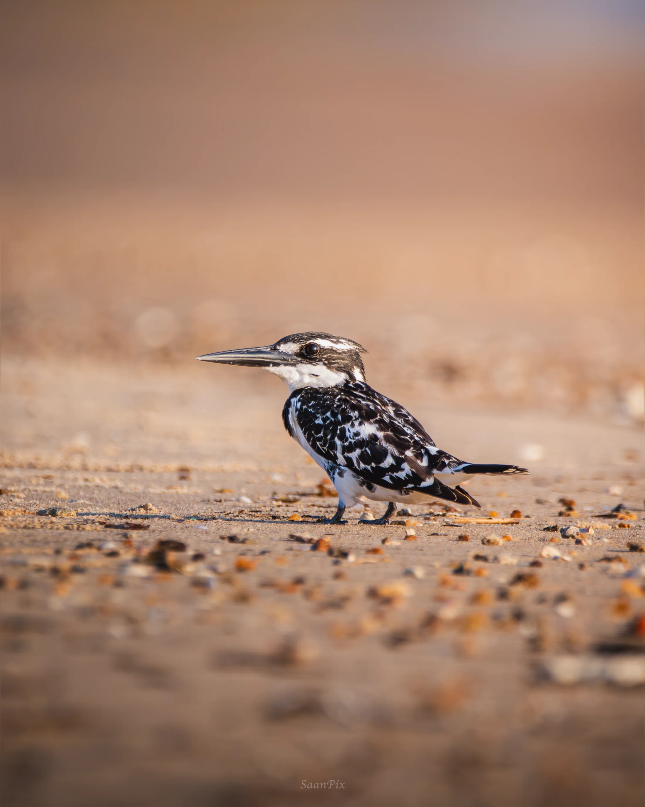 Kingfisher standing on sand near the shoreline