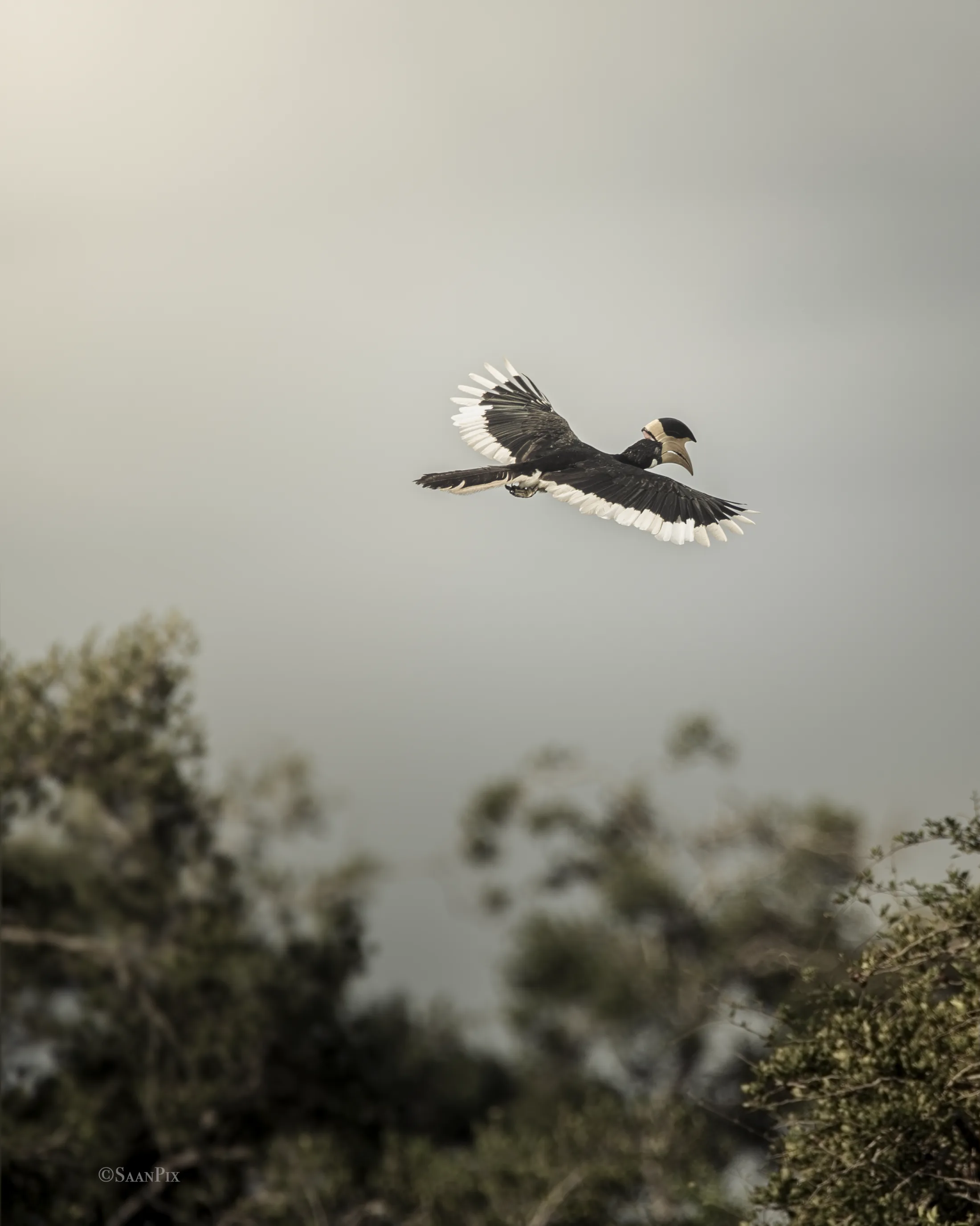 Two birds flying above a distant treeline