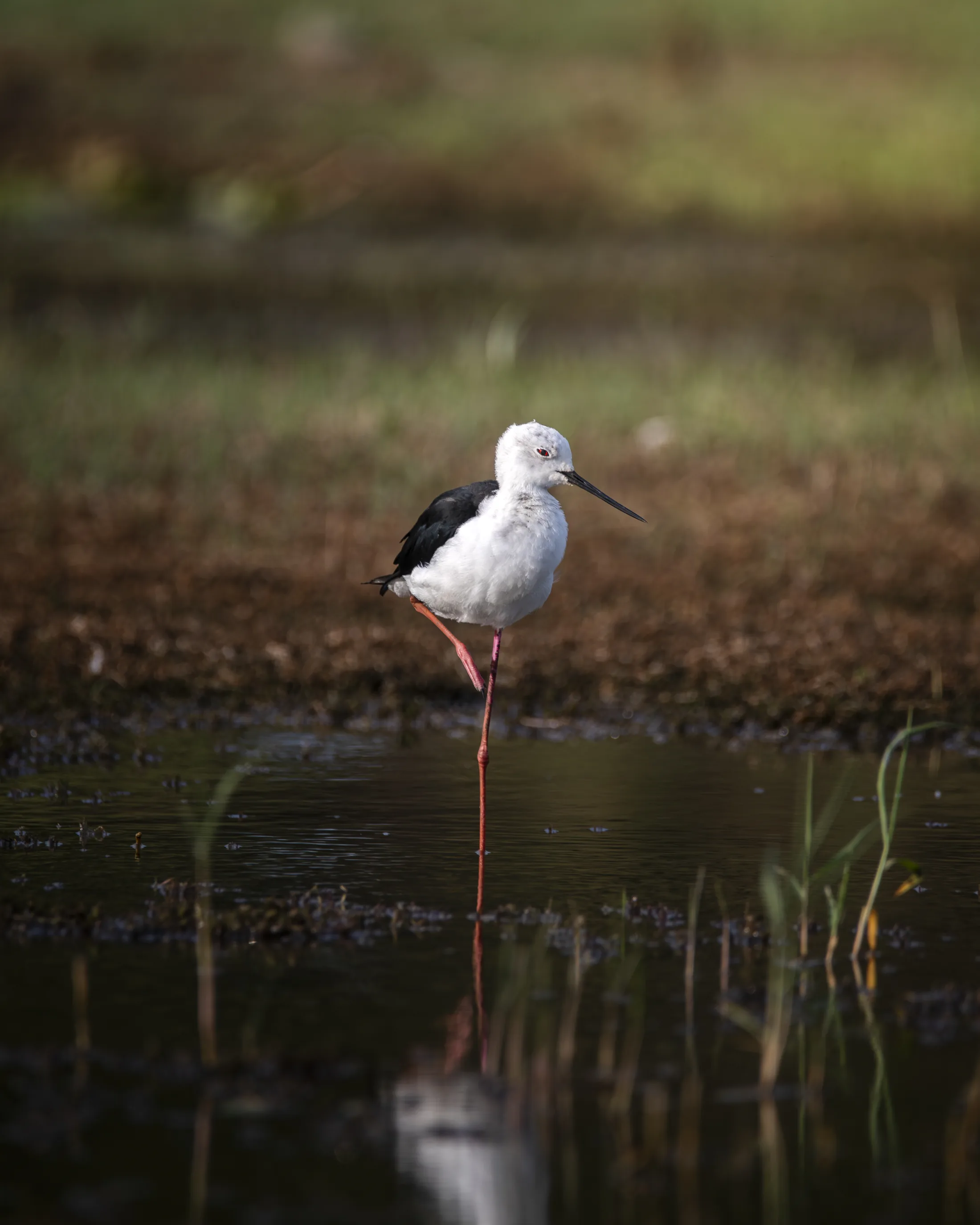 Black-winged stilt reflected in shallow water