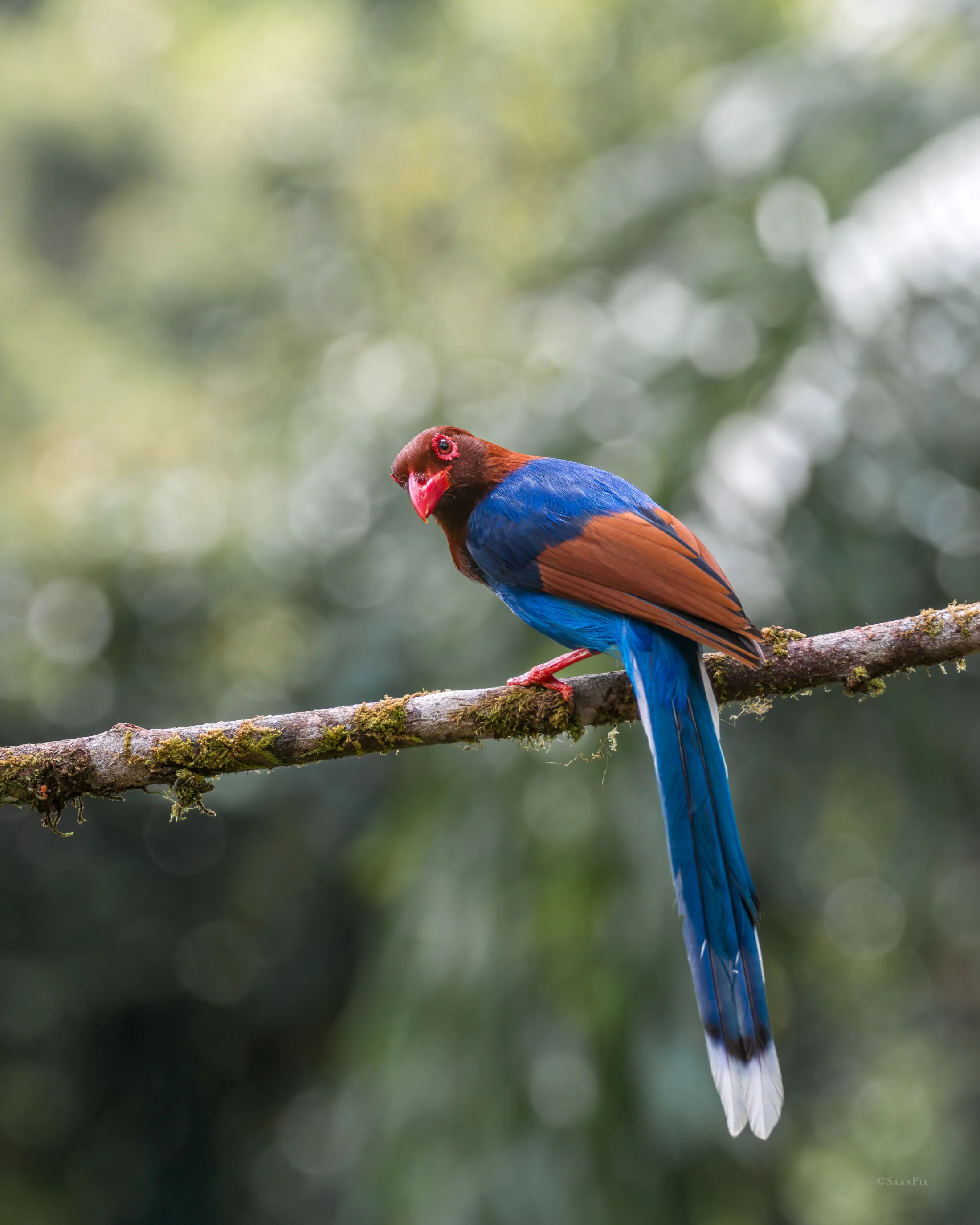 Blue magpie perched on a mossy branch