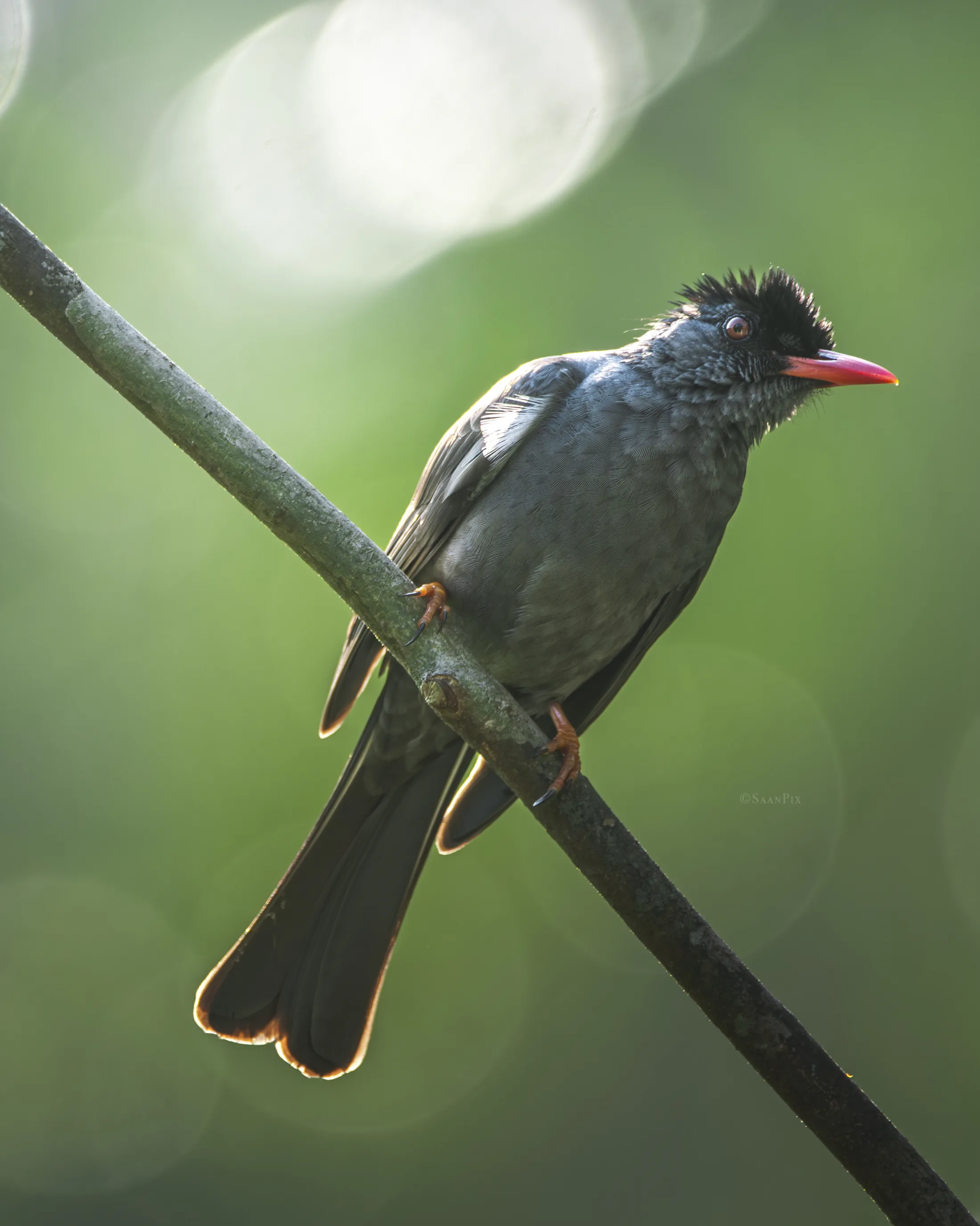 Dark bulbul perched on a diagonal branch