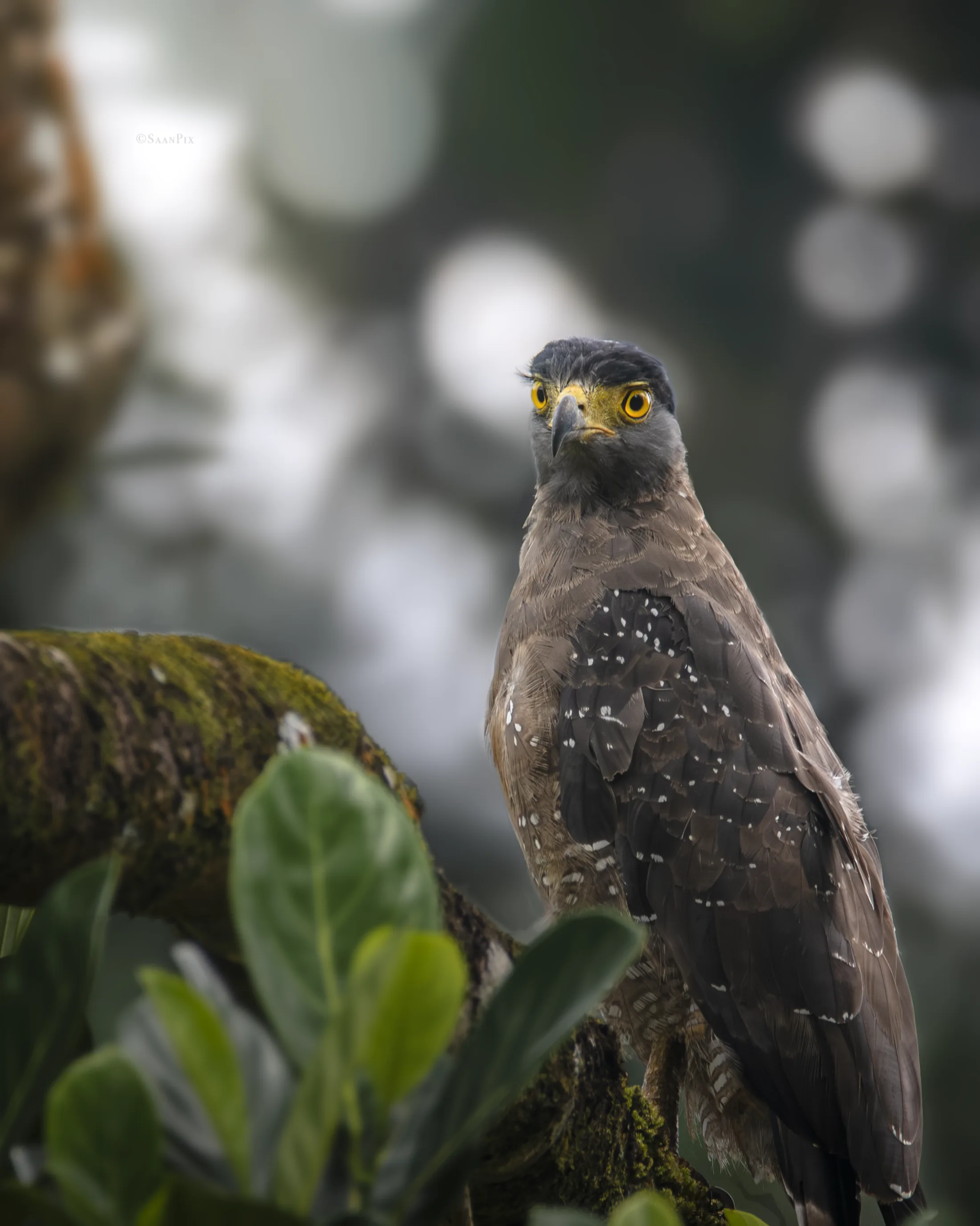 Crested eagle perched above green foliage