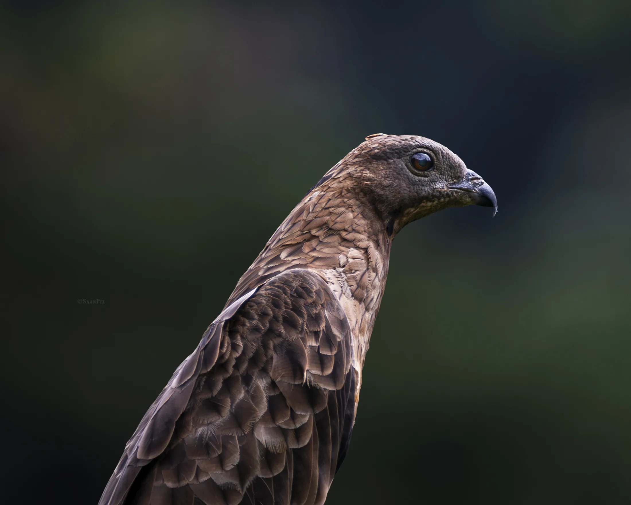 Close portrait of a brown eagle against a dark green background