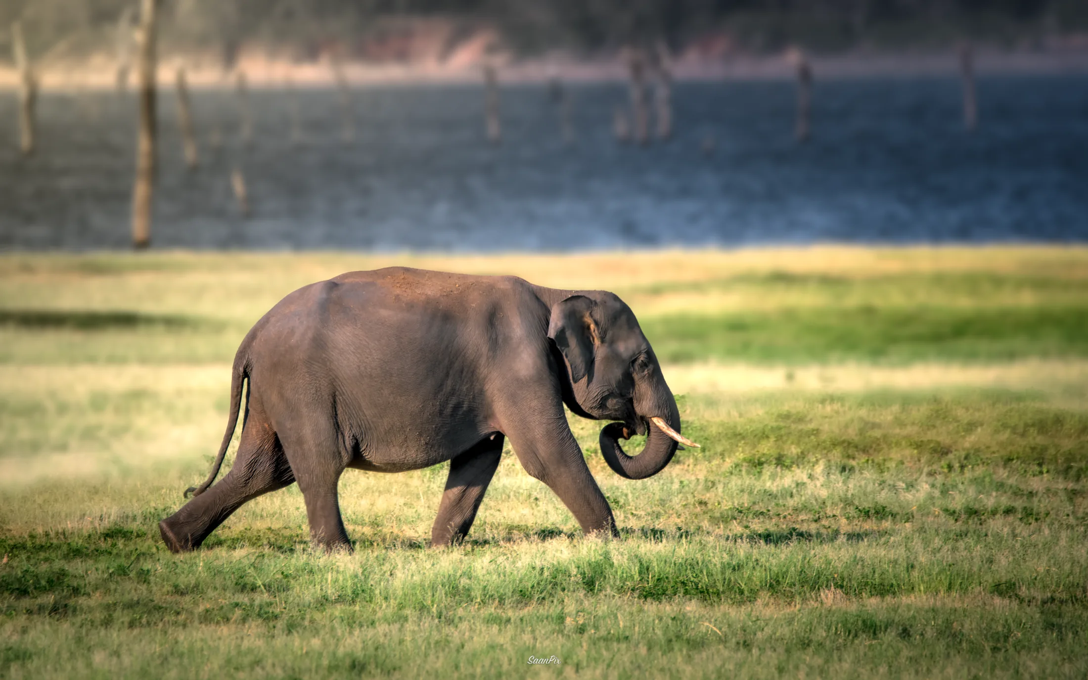 Elephant walking across sunlit grassland