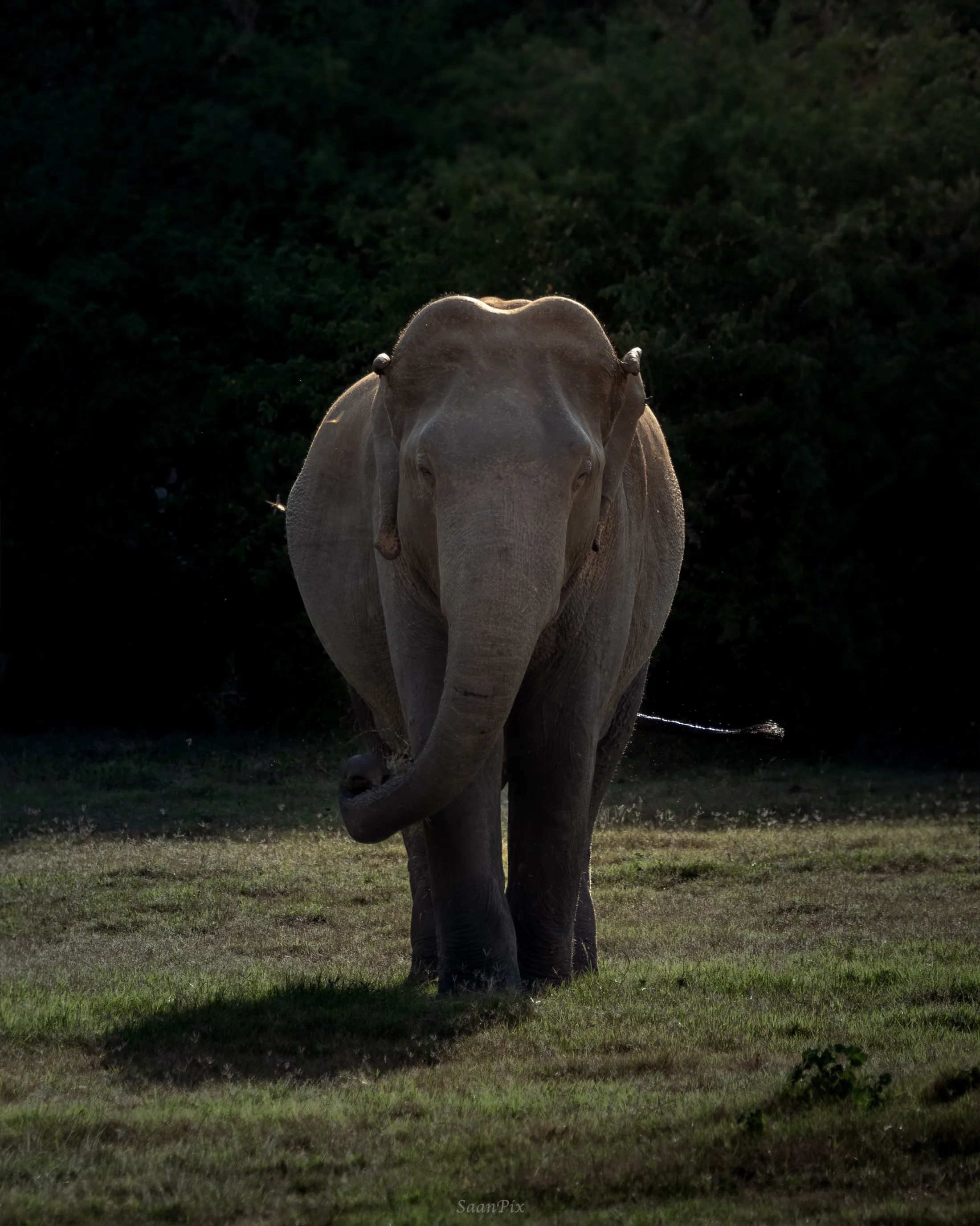 Elephant walking away across open grassland