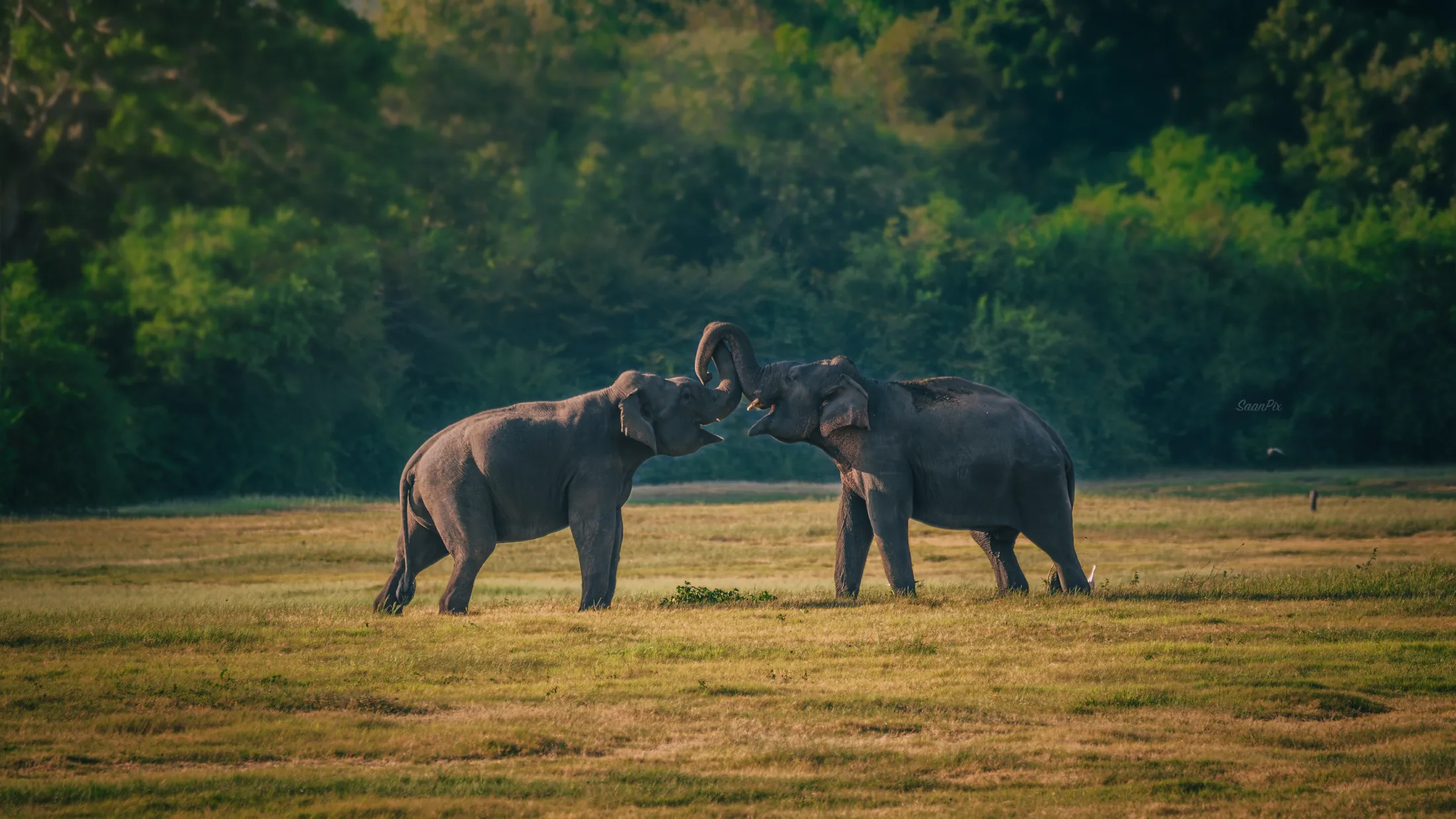 Two elephants touching trunks in open grassland