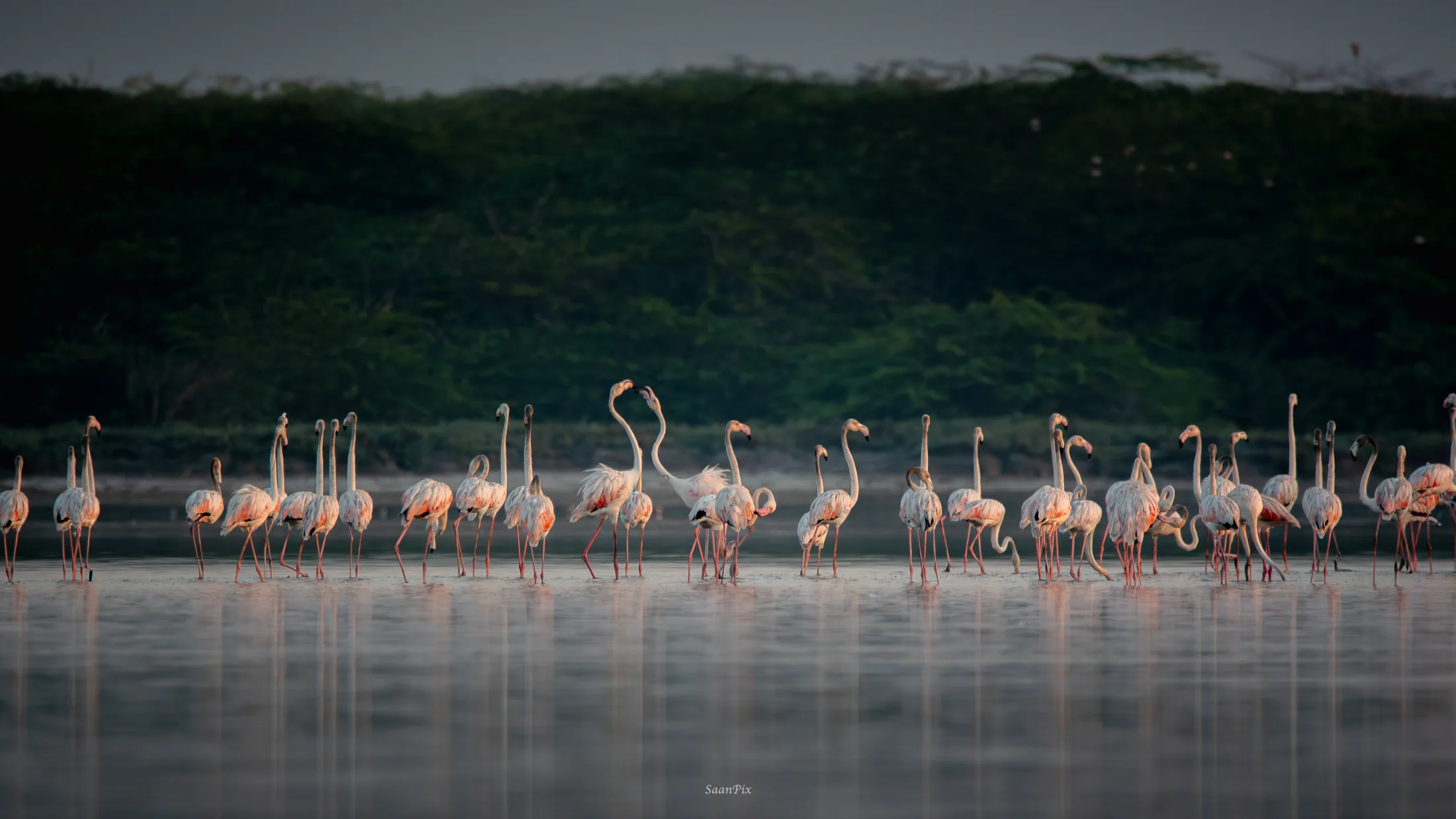 Large flock of flamingos gathered in a lagoon