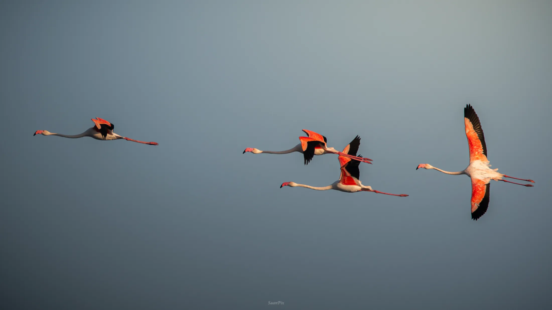 Flamingos flying low across a pale sky