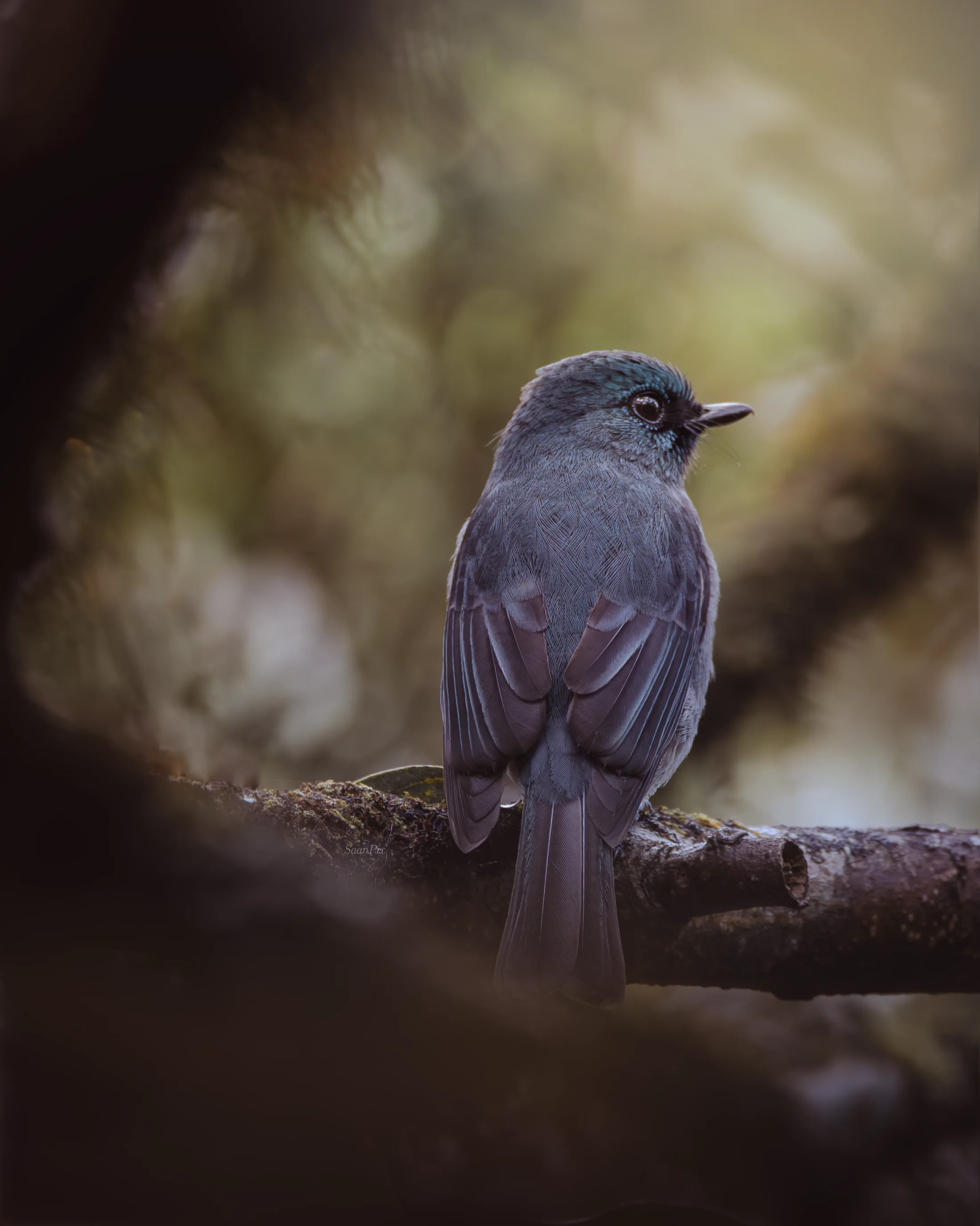 Small grey forest bird resting on a branch