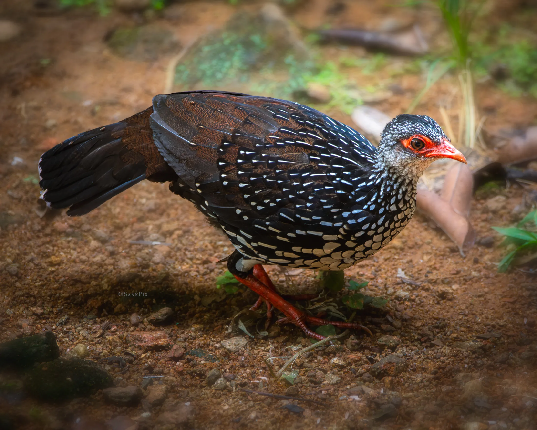 Colourful forest fowl walking across leaf litter