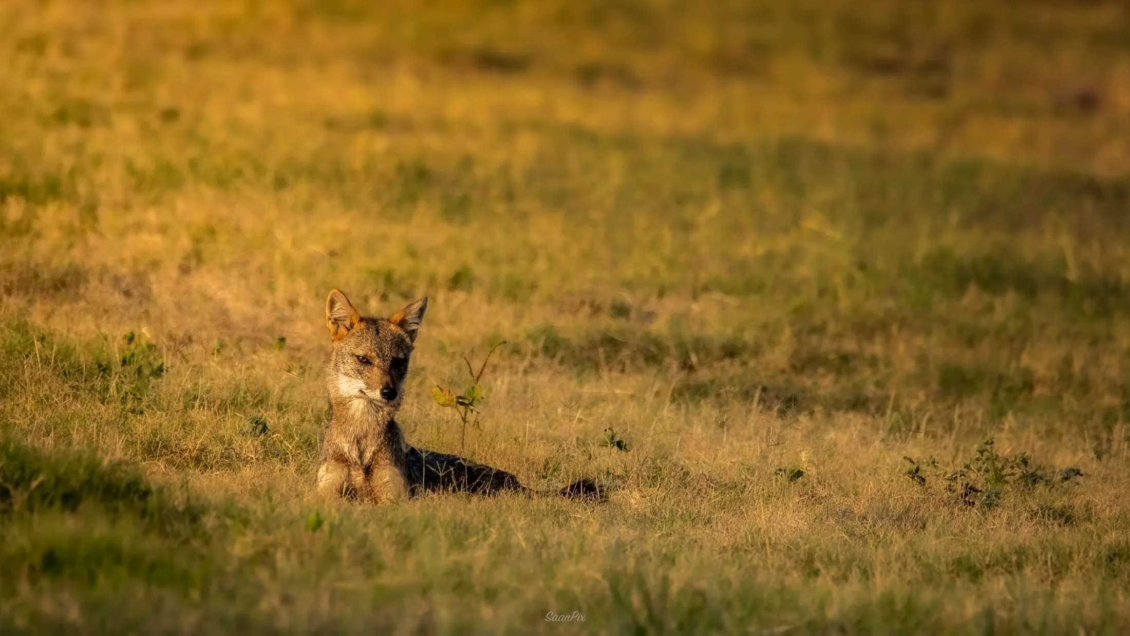 Golden jackal sitting alert in a sunlit field