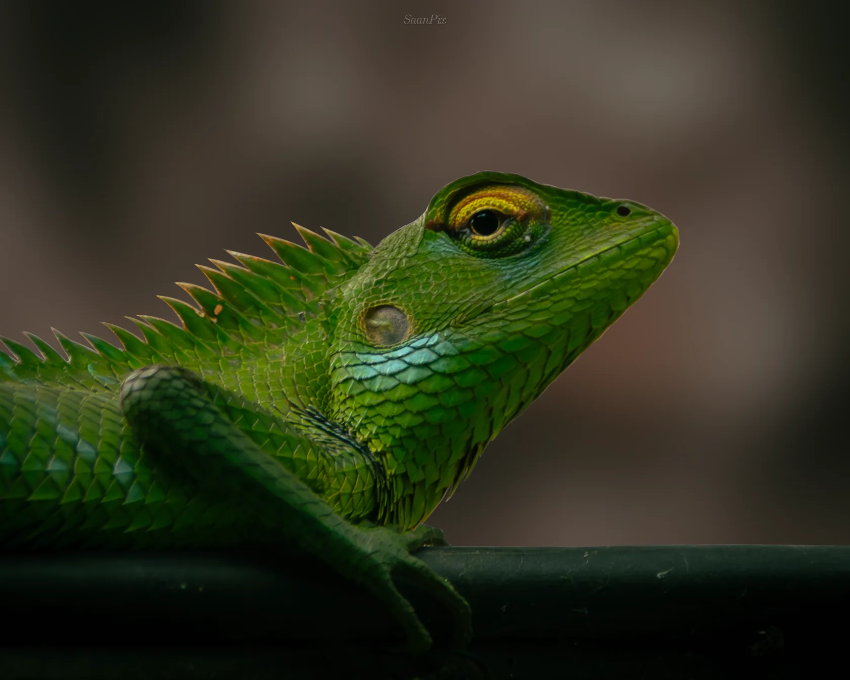 Green lizard in profile against a muted background
