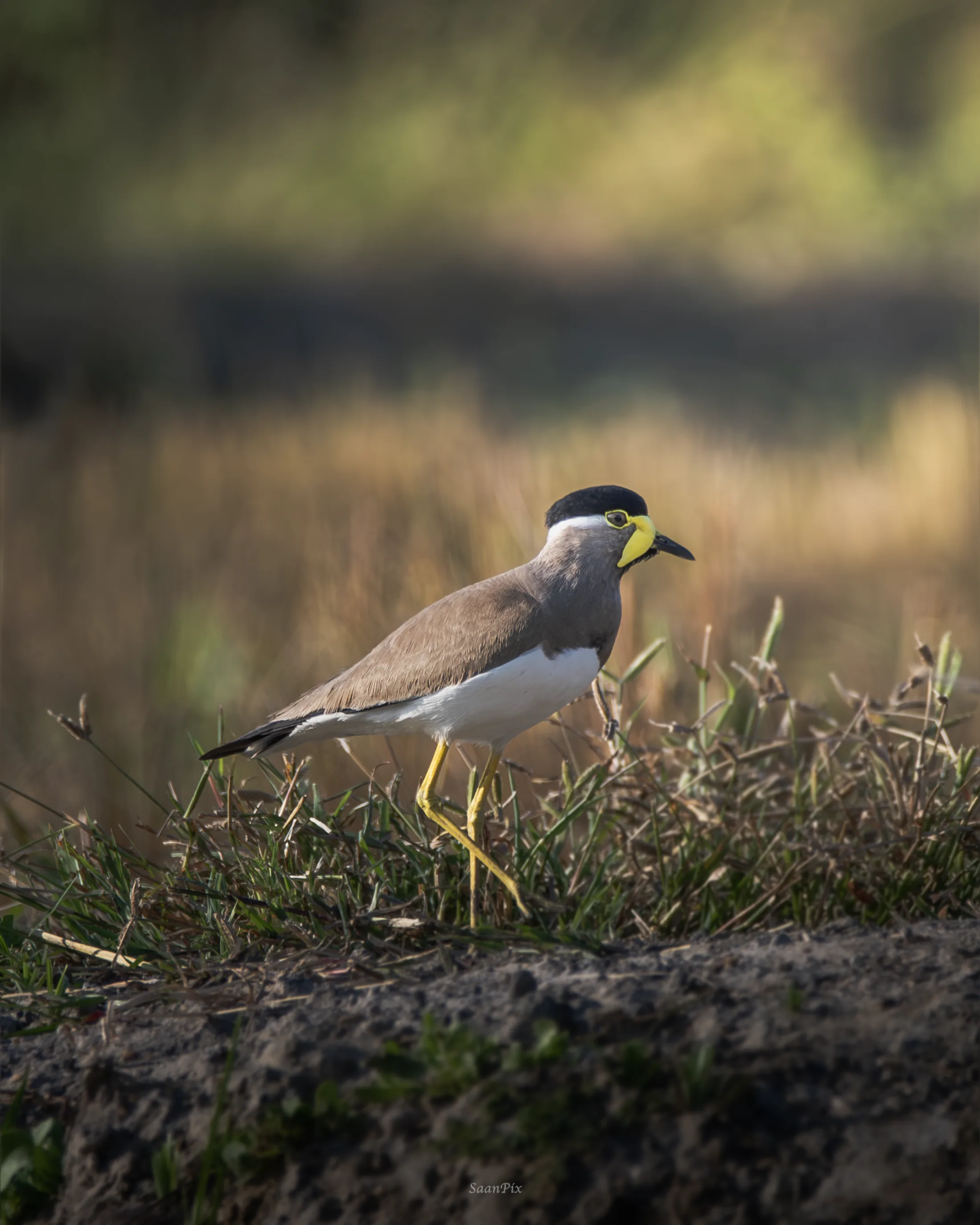 Small bird standing in short grass