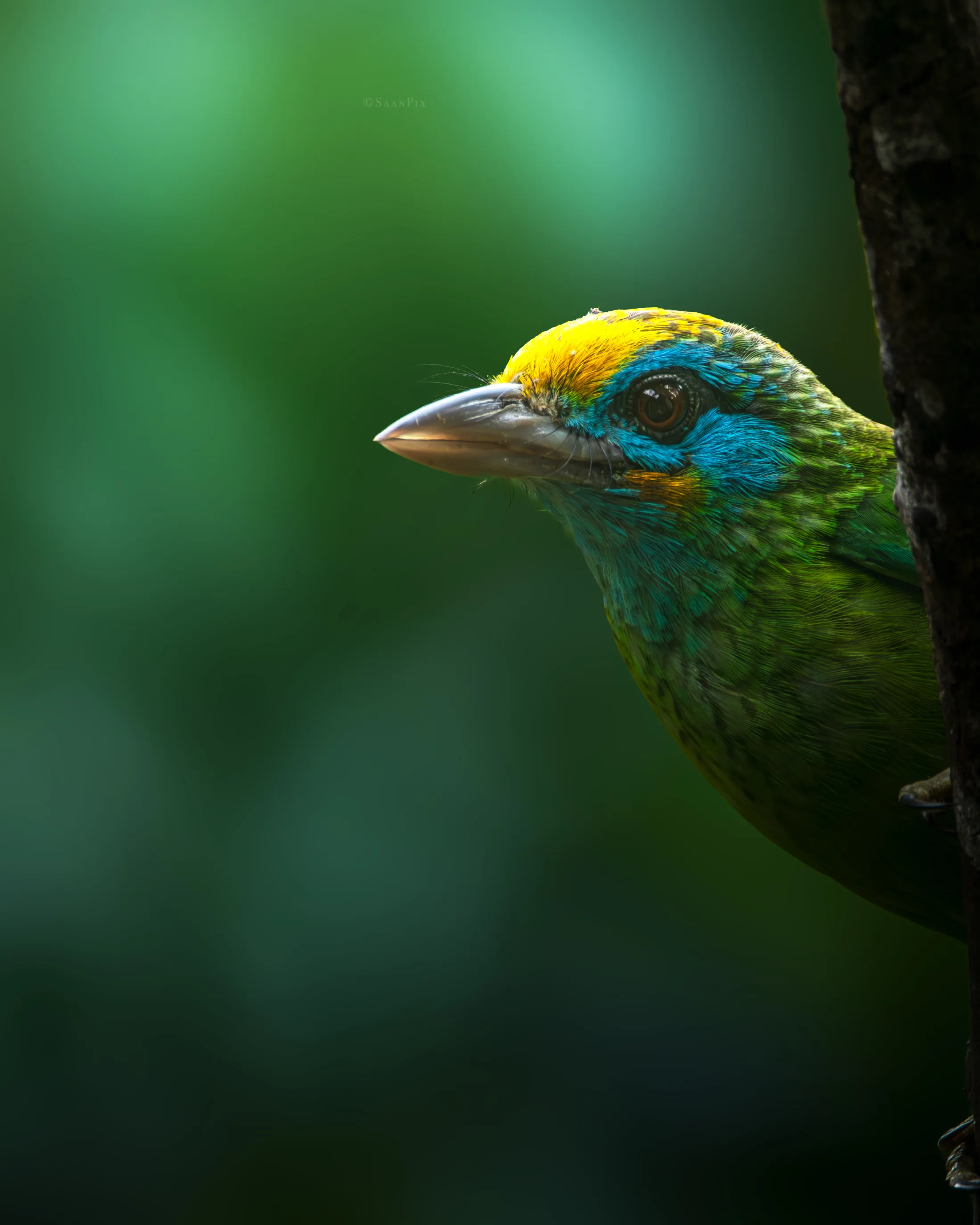 Colourful kingfisher perched against a dark green background