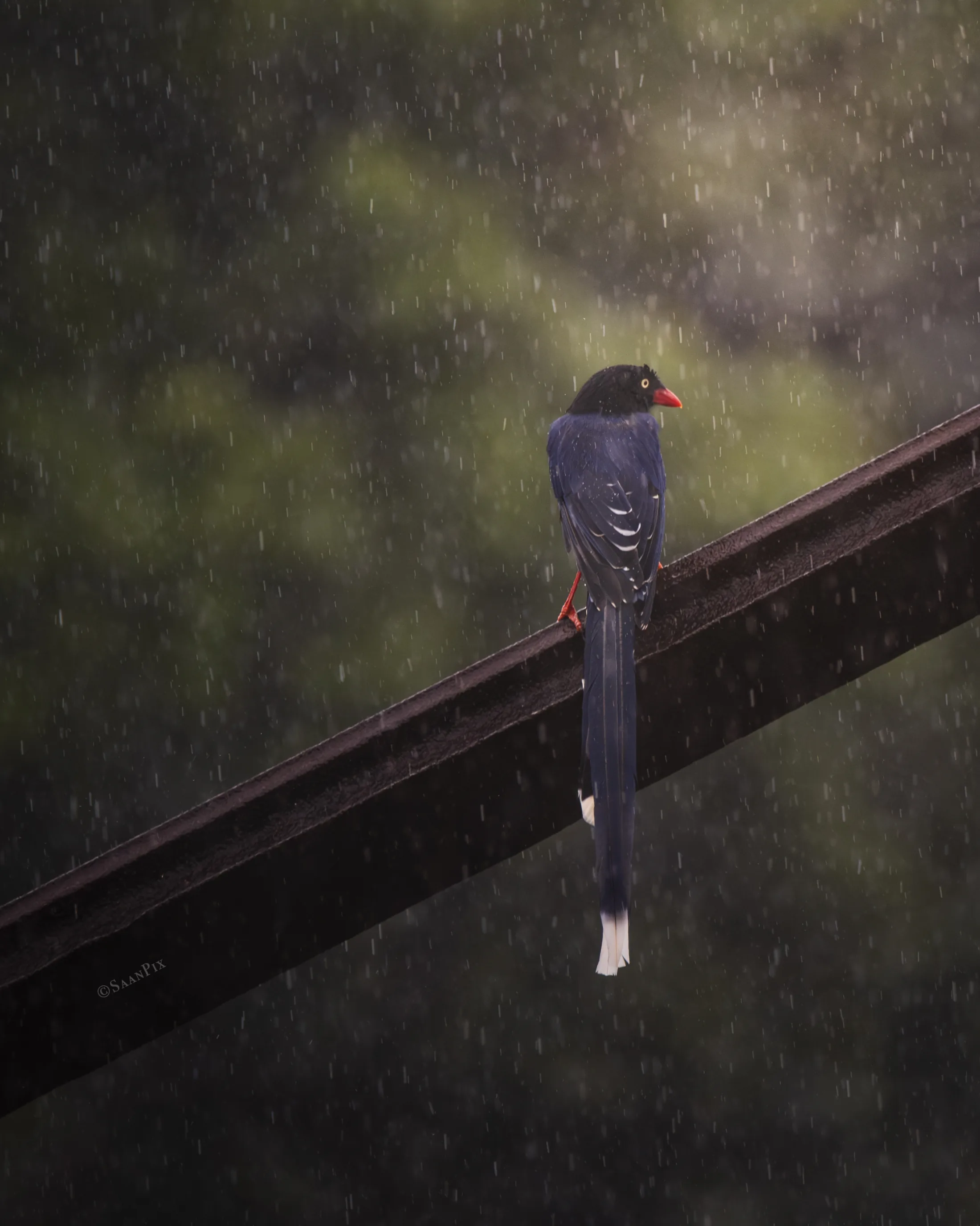 Long-tailed bird perched in soft forest light