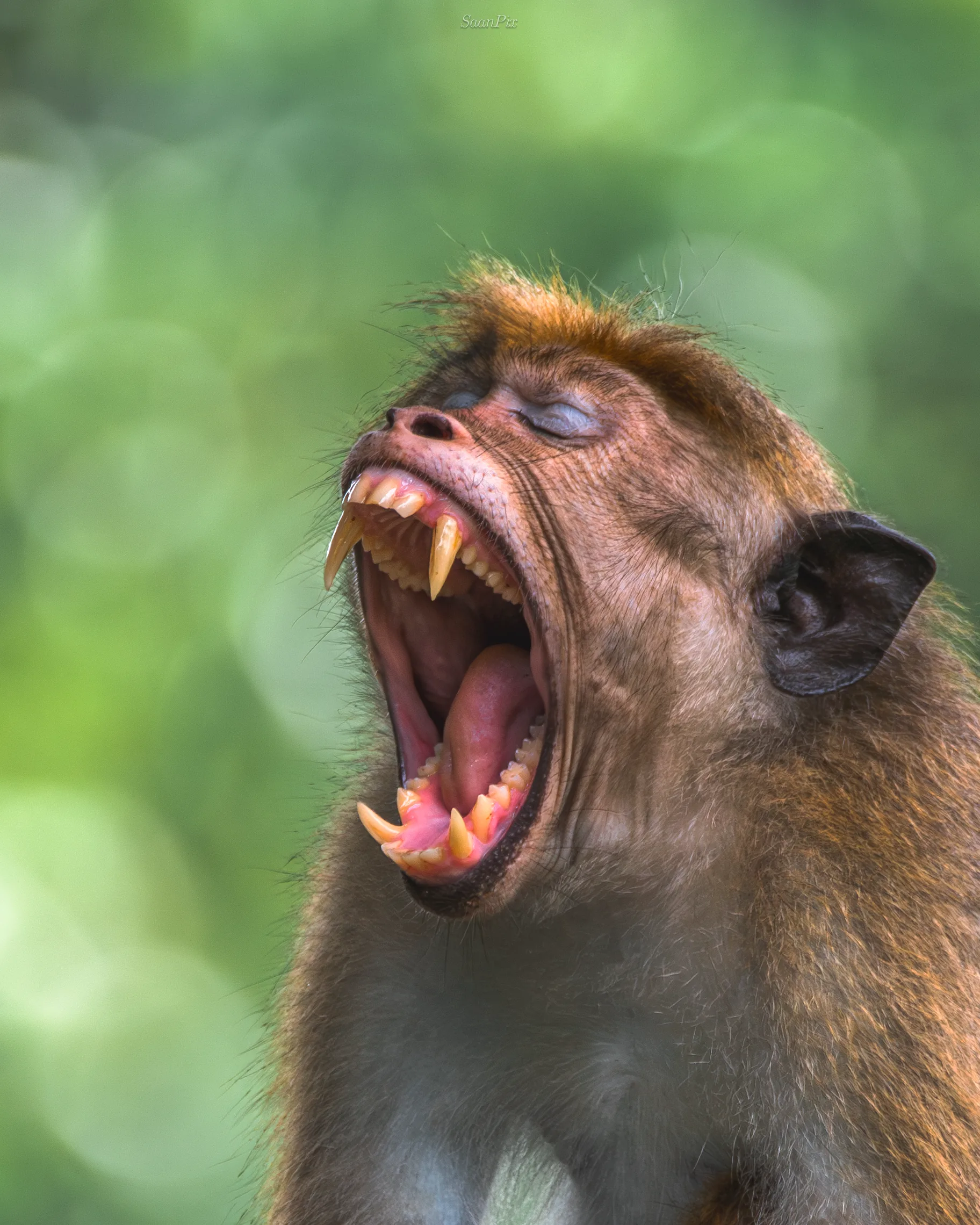 Close portrait of a macaque opening its mouth