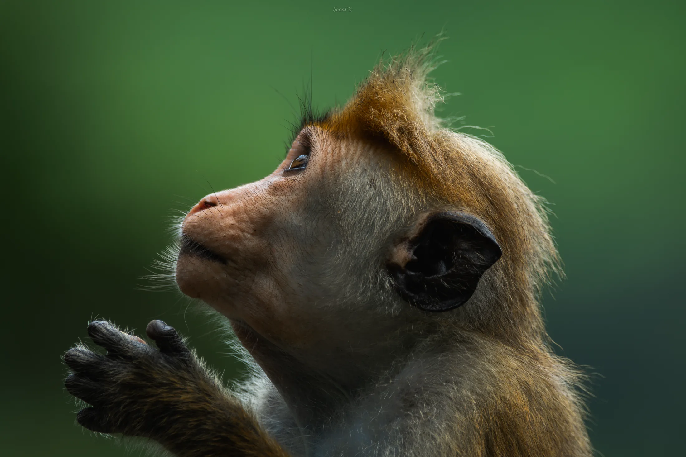 Macaque in profile with its hands held together