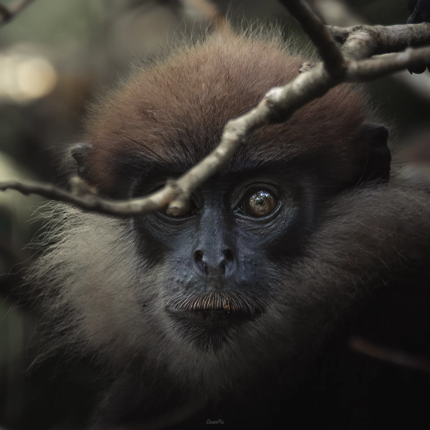 Macaque looking through a tangle of forest branches