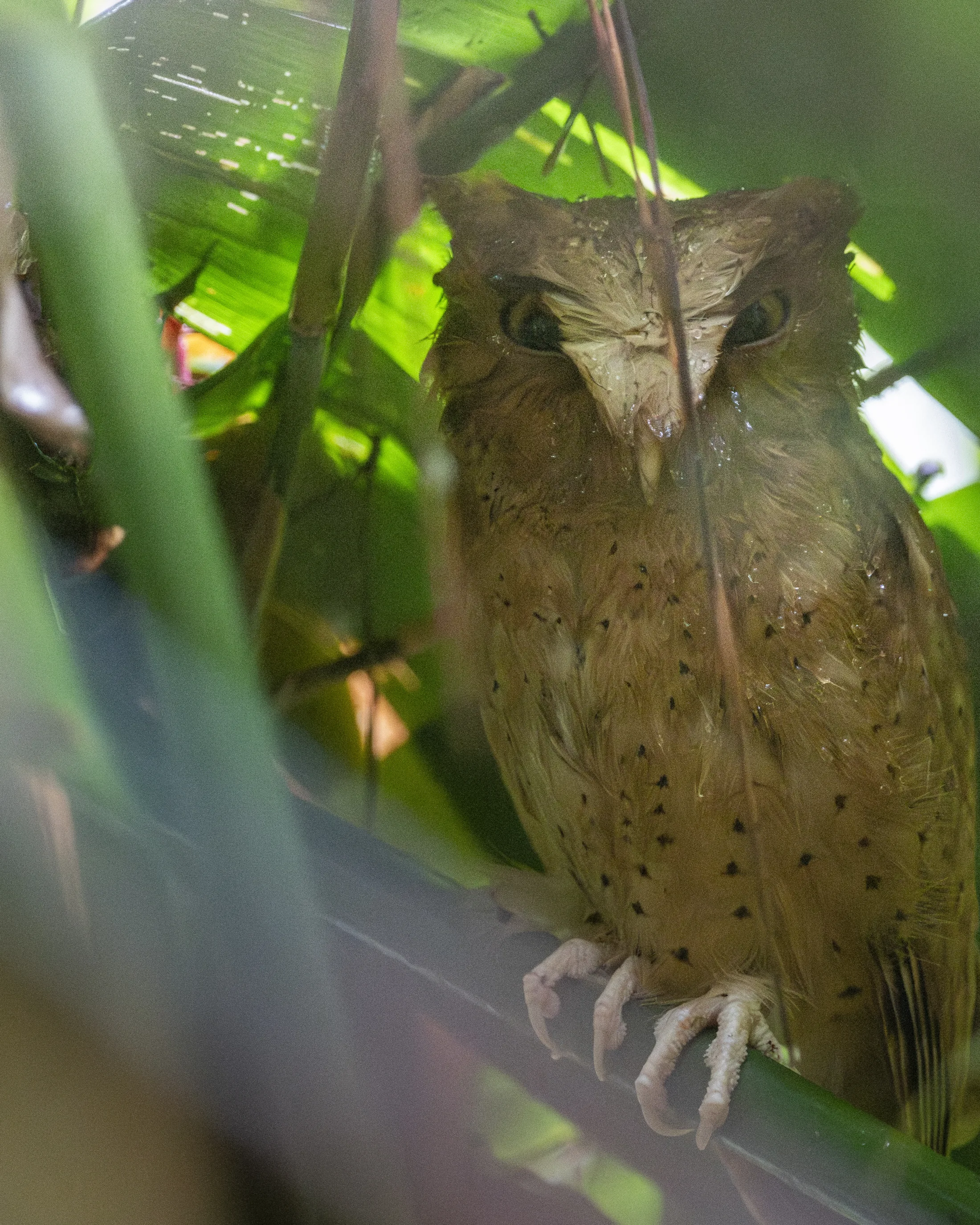 Owl looking through green leaves from a shaded branch