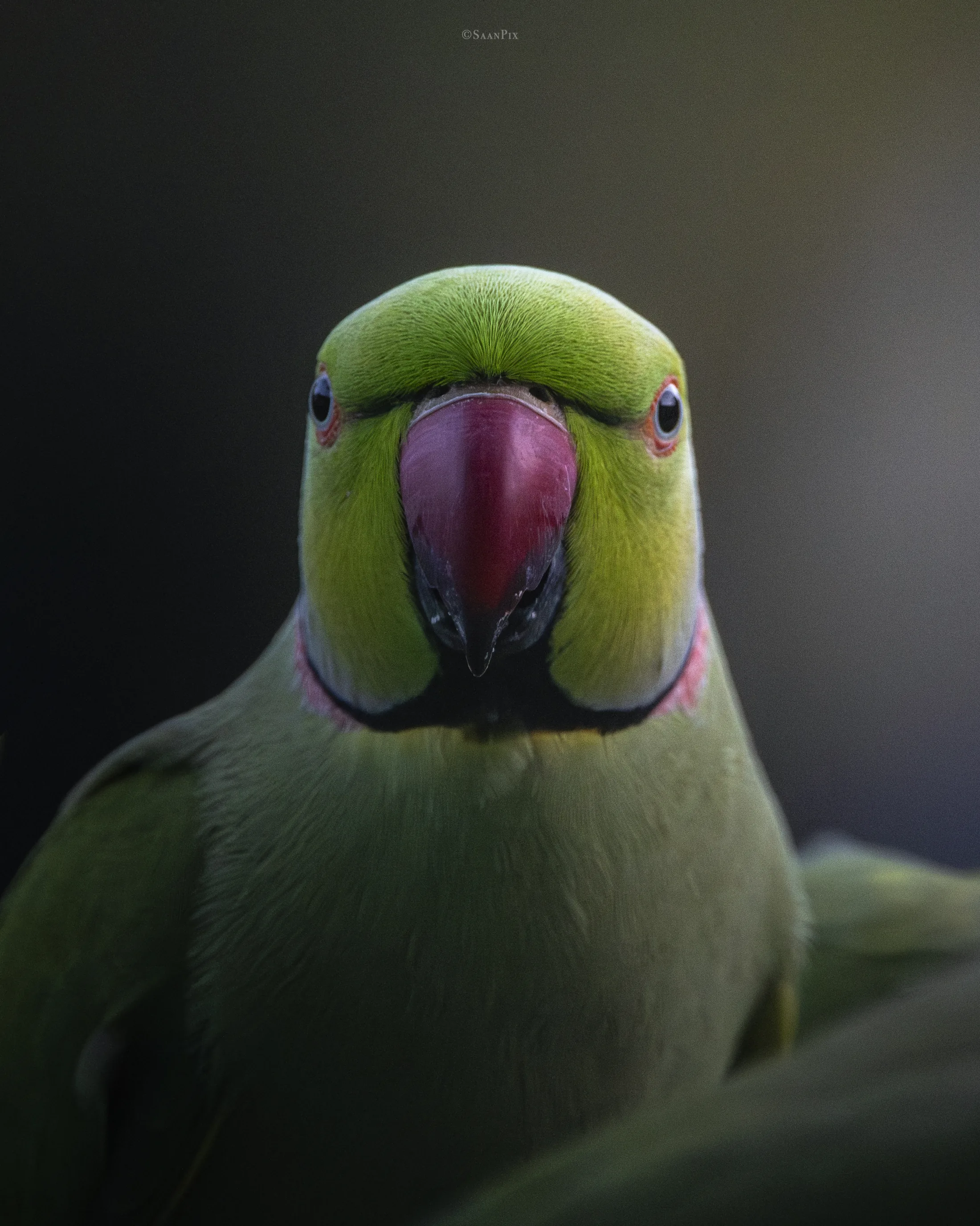 Close portrait of a green parakeet with a red beak