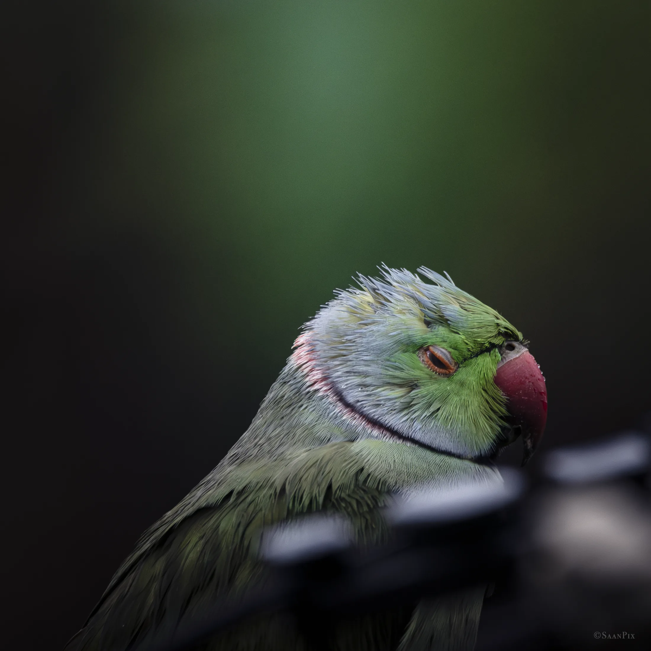 Green parakeet in side profile
