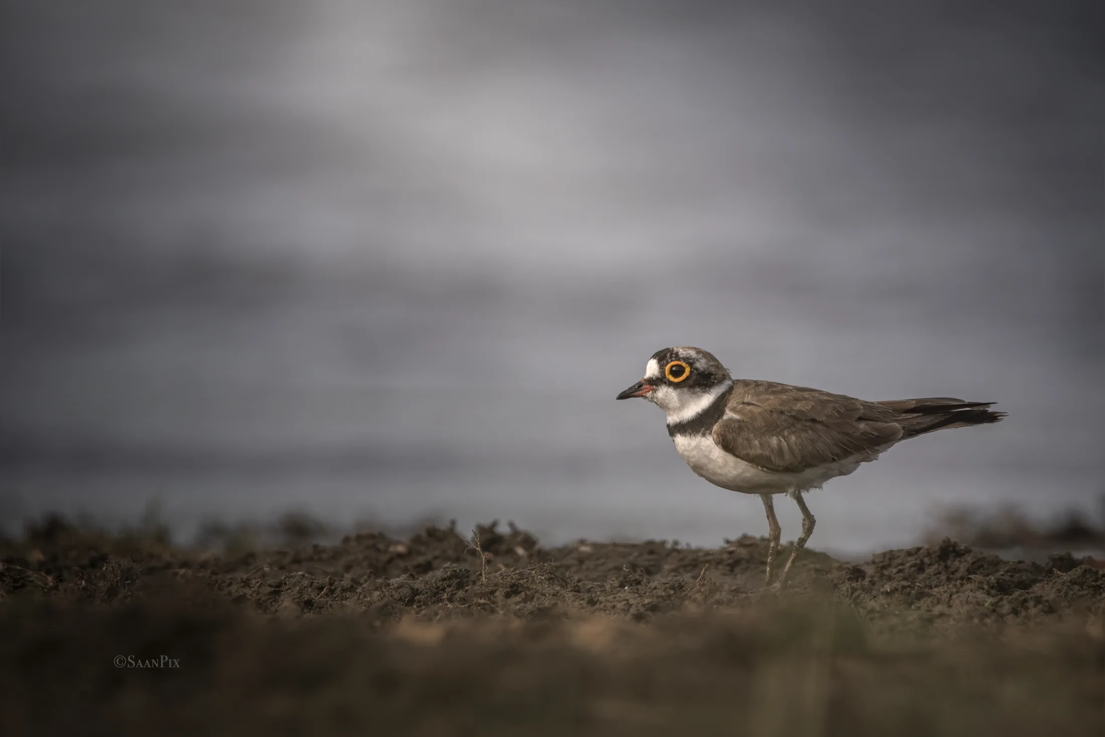 Small shorebird standing on a dark coastal ridge