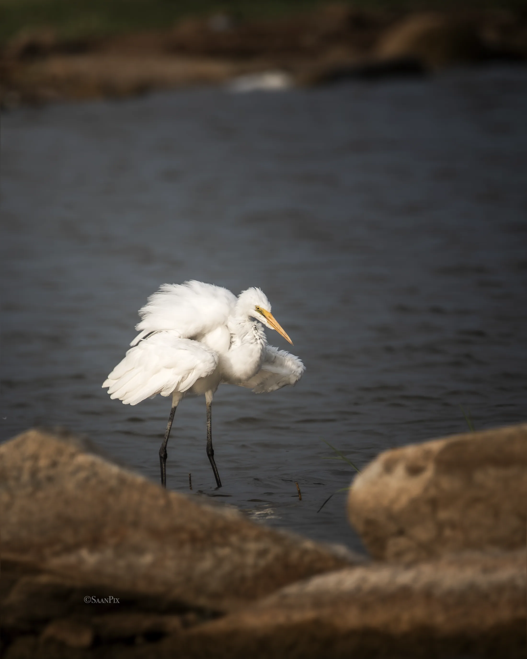 Two white spoonbills resting beside water