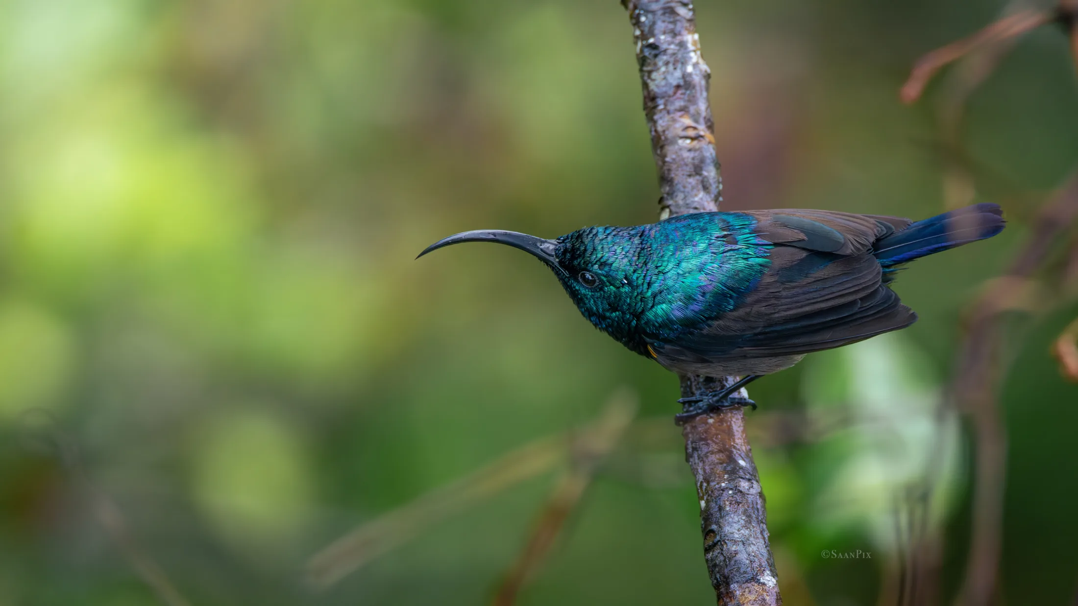 Iridescent sunbird perched against a green forest background