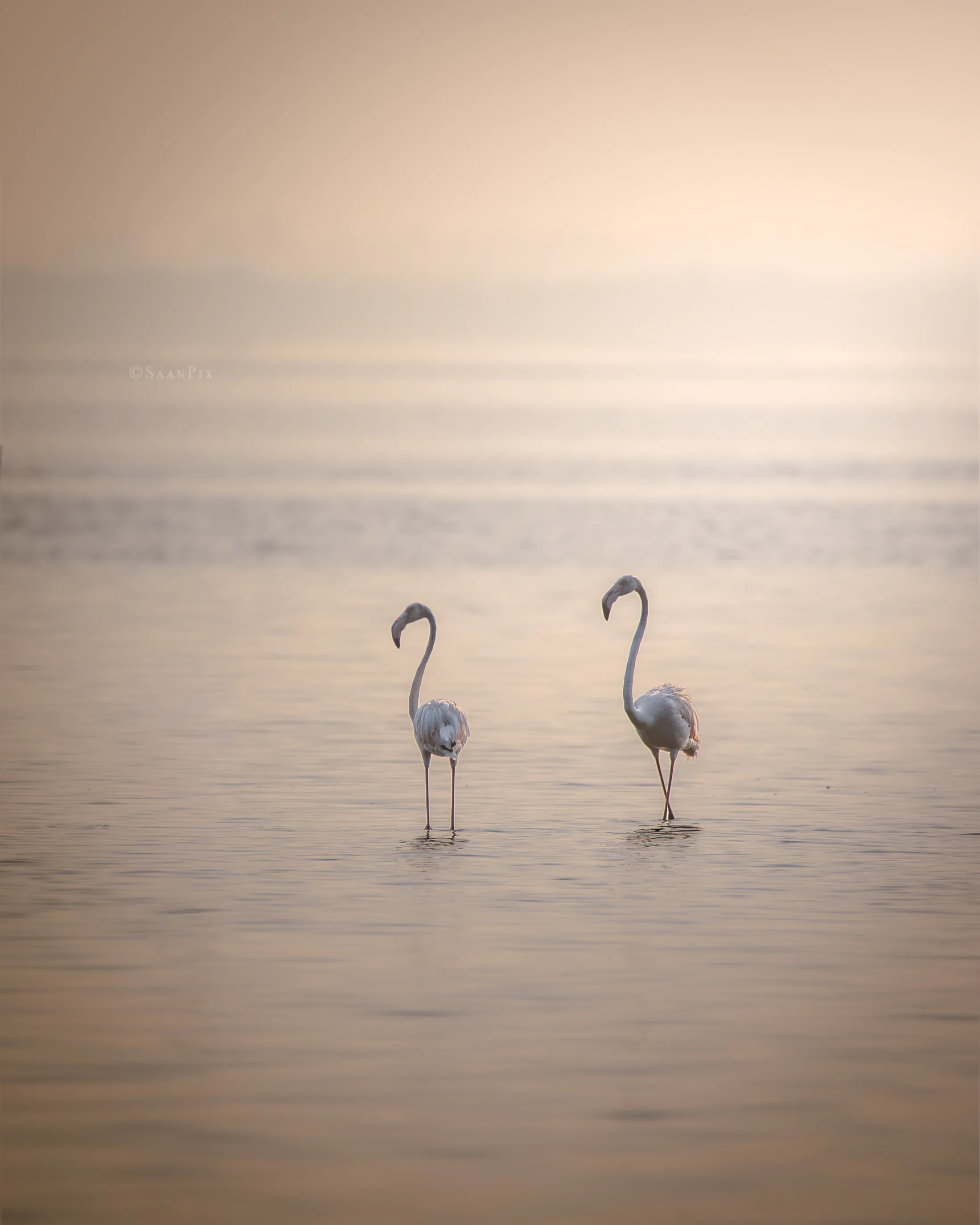 Two wading birds standing in misty shallow water