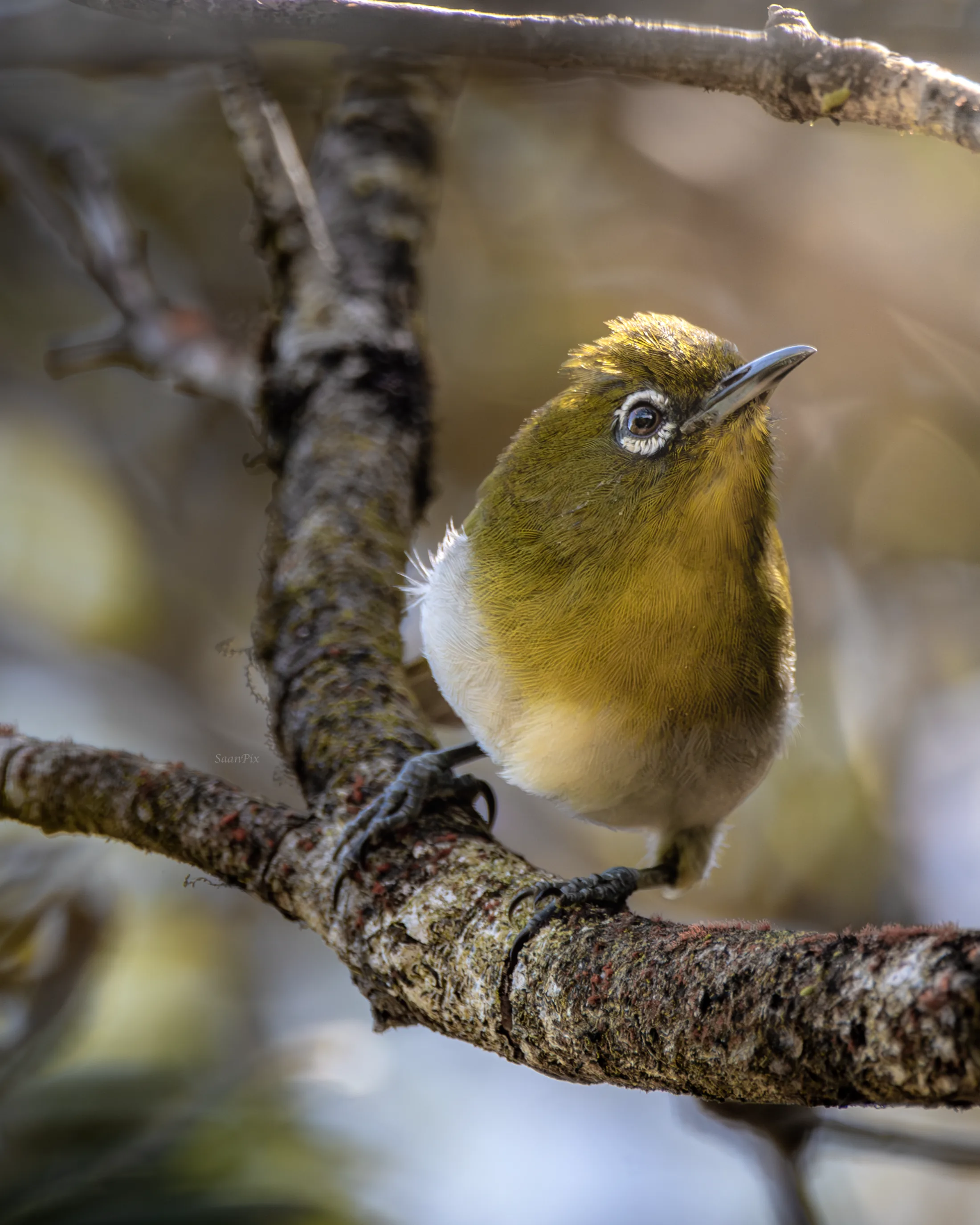 White-eye perched on a forest branch