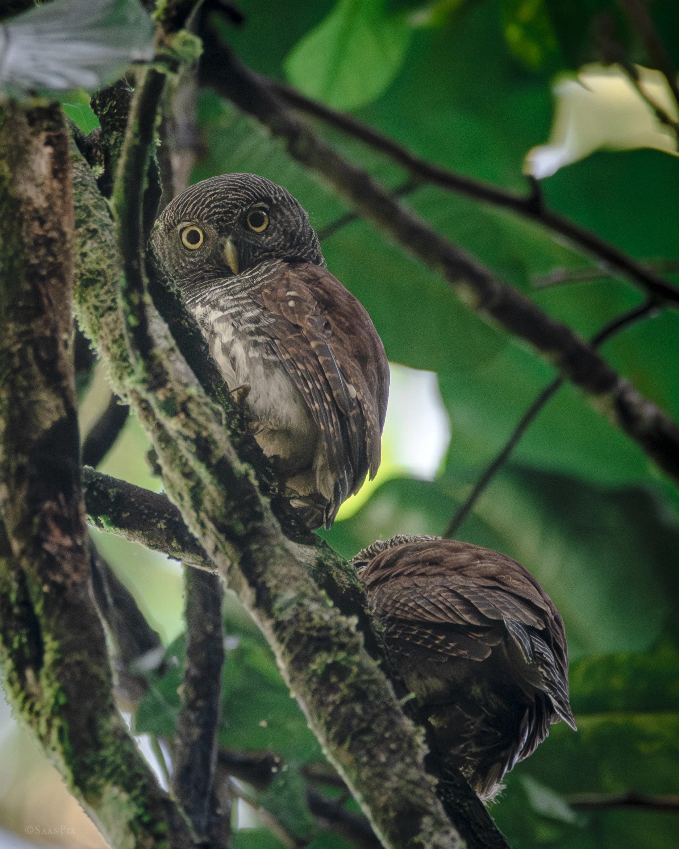 Owl camouflaged against a tree trunk in the forest