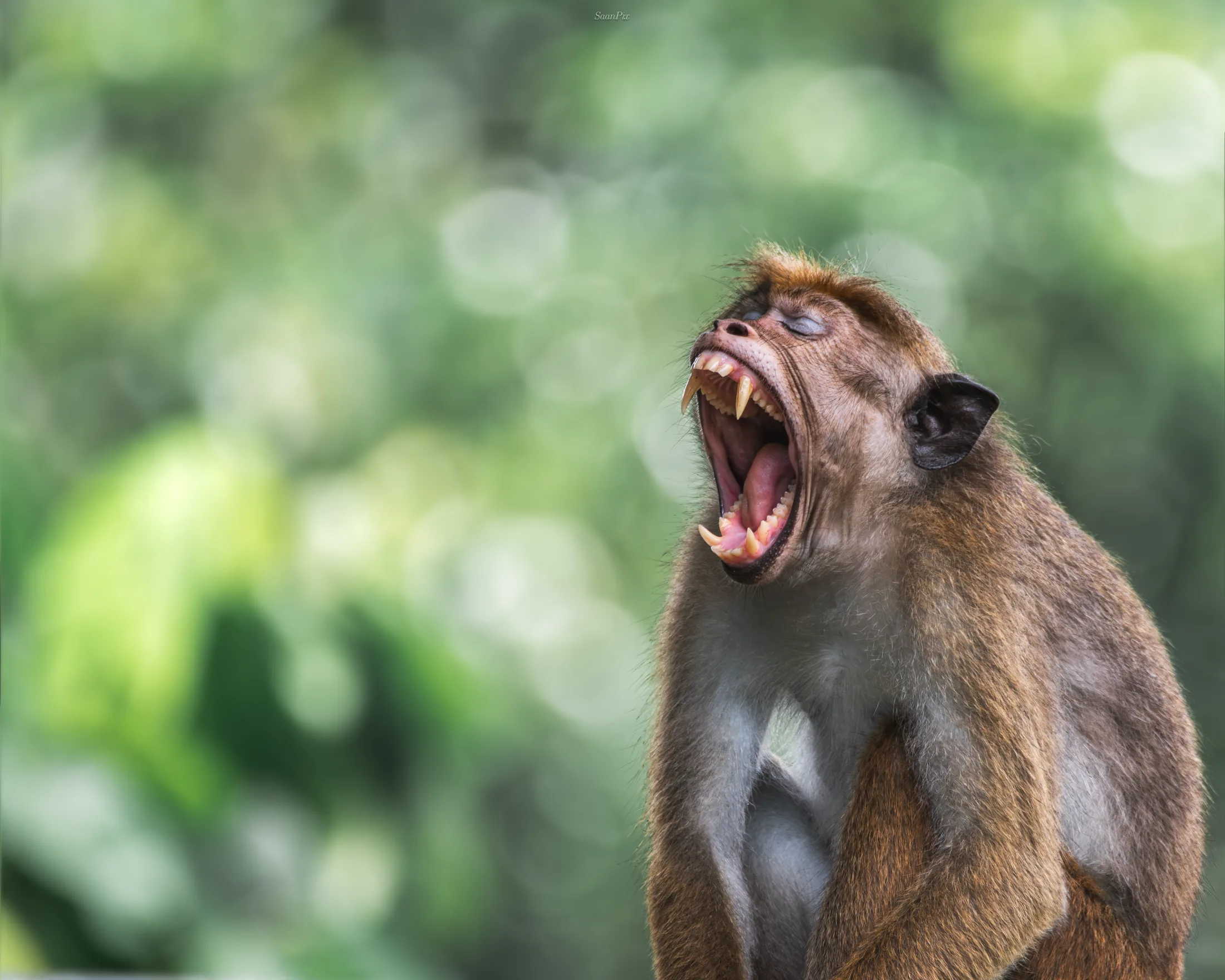 Macaque opening its mouth wide against a soft green background