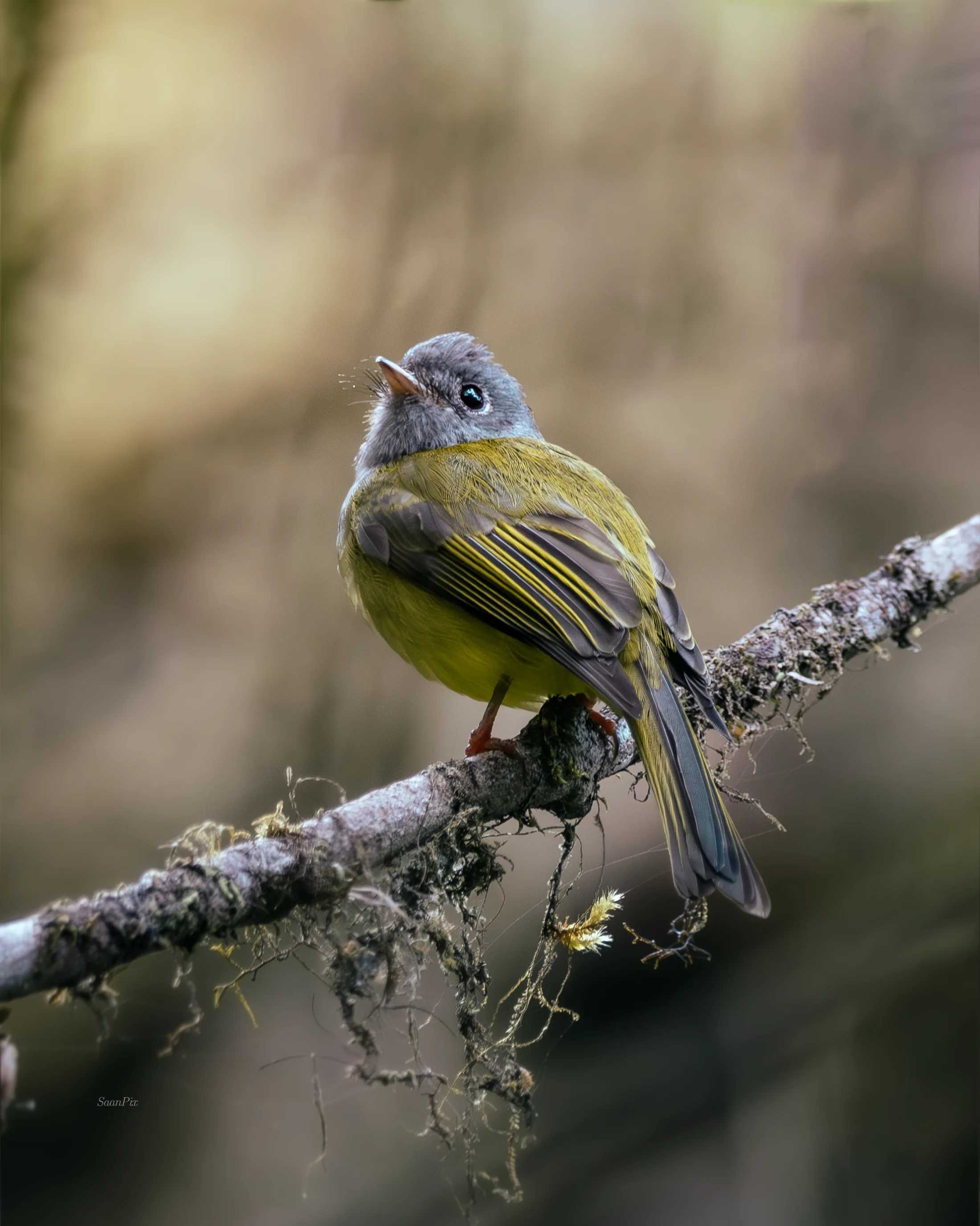 Yellow-green songbird perched on a lichen-covered branch